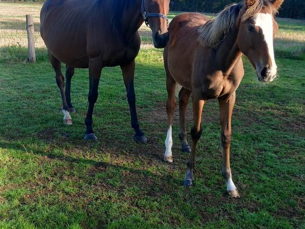 Mare and foal - Main image