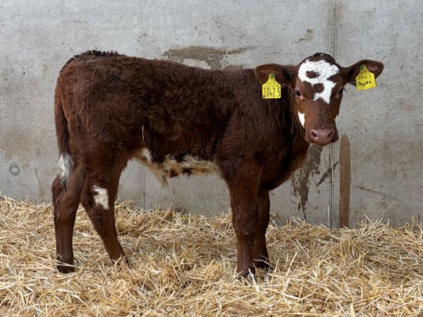 5 Bull Calves - Main image