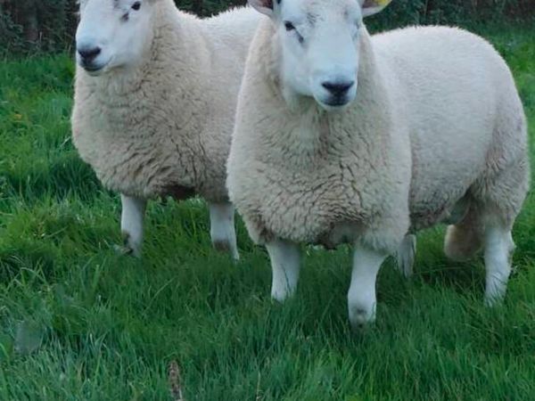 Cheviot rams for sale - Main image