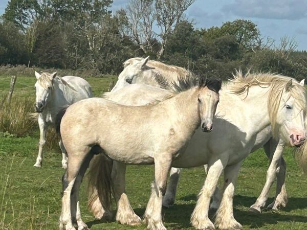 Horse - Main image