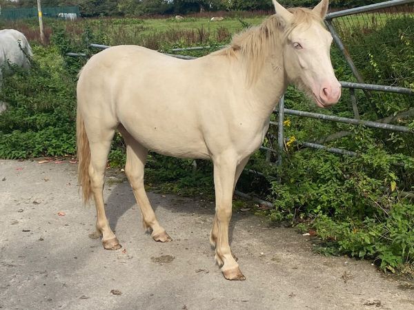 Horses - Main image