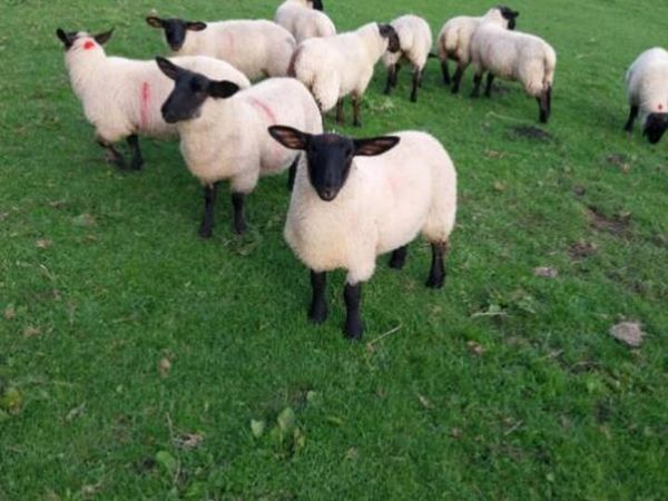 Suffolk Ewe Lambs - Main image