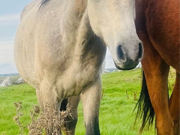 Connemara yearlings - Main image