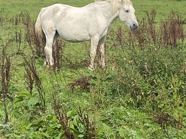Horse - Main image