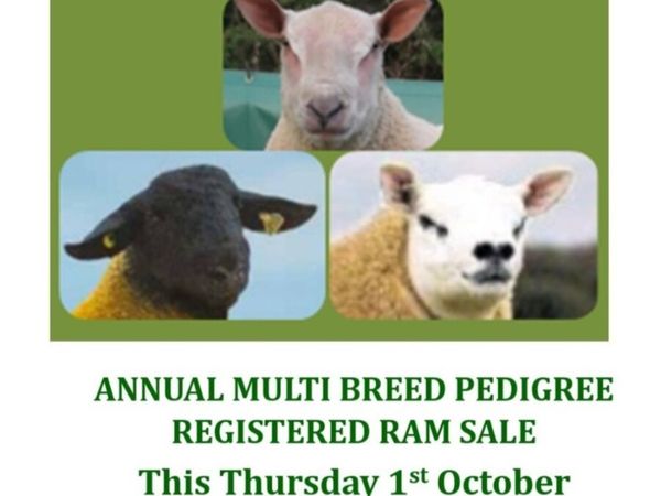Annual Multibreed Pedigree Registered Ram Sale - Main image
