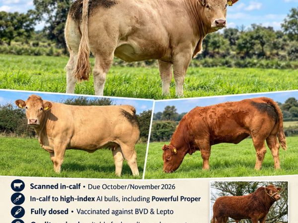 15 In-calf Heifers – Balla Mart Oct 10 - Main image