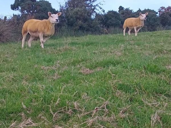 🔥 1 pedigree texel ewe and one none regestered🔥 - Main image