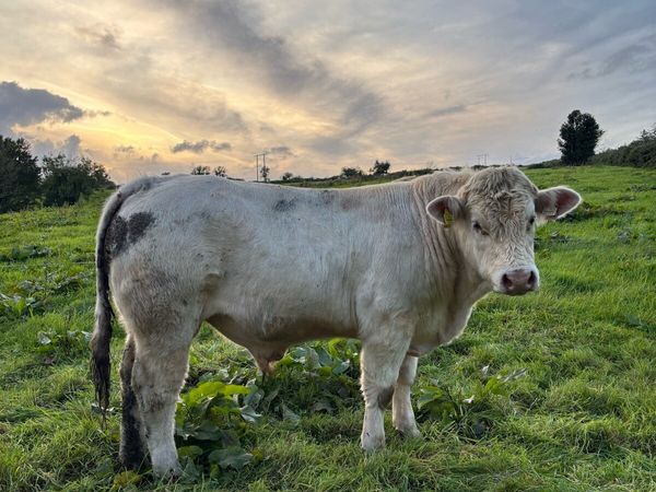 PBR Charolais Bull - Main image
