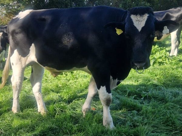 Holstein Fresian Bull - Main image