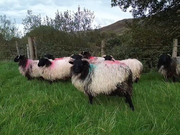 Mayo Blackface ewe lambs - Main image