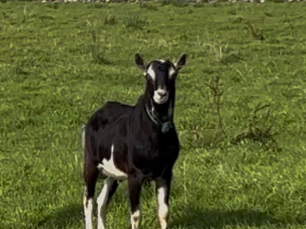 British alpine buck for stud - Main image