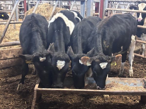 4 Freisan bull Weanlings for sale @€400 - Main image