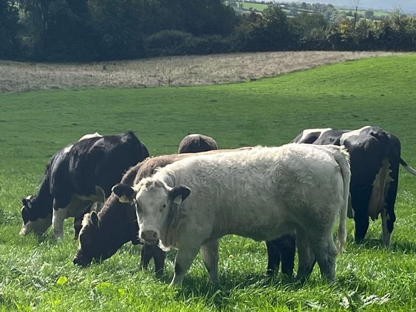 Smashing Simmental heifers - Main image