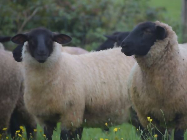 Organic Ewe Lambs Roscommon Mart Wed 30th Sept - Main image