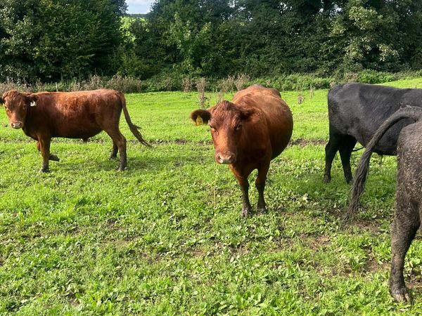 Dexter cattle - Main image