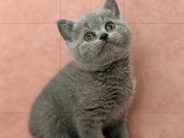 British kittens 1 FEMALE LEFT - Main image
