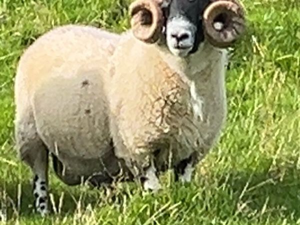 💥Sis hogget rams💥 - Main image