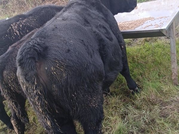 5 star pedigree angus heifer - Main image
