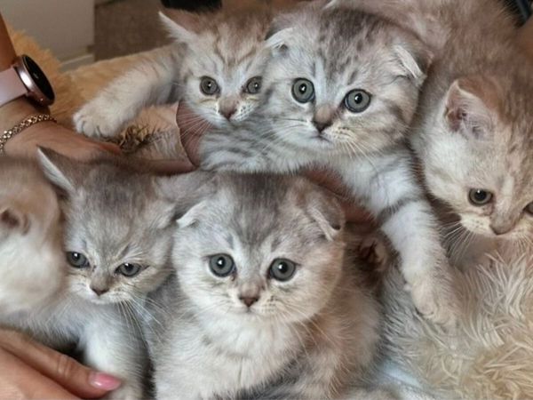 Scottish fold and straight kittens - Main image