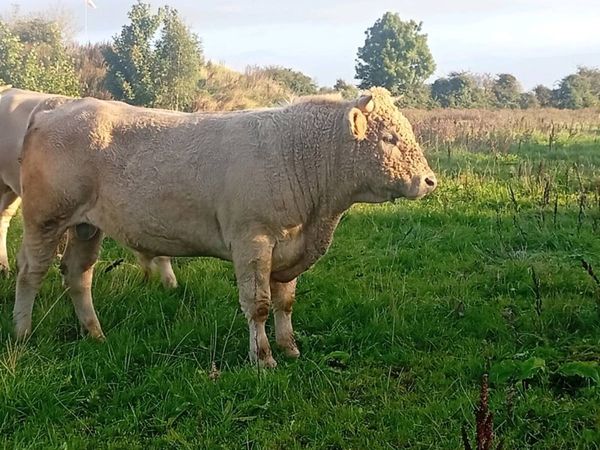 Bulls - Main image