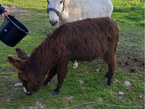 Minature Donkeys ::wanted :::: - Main image