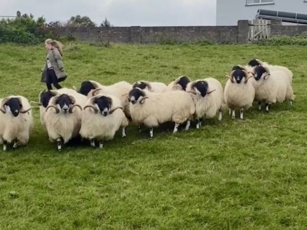 Scotch Hogget Rams for KBSBA at mid Kerry mart - Main image