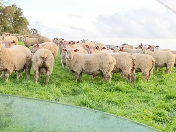 Pedigree Charollais Rams - Main image