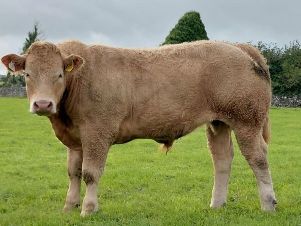 Cattle - Main image