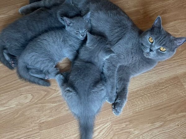 British Shorthair Kittens - Main image