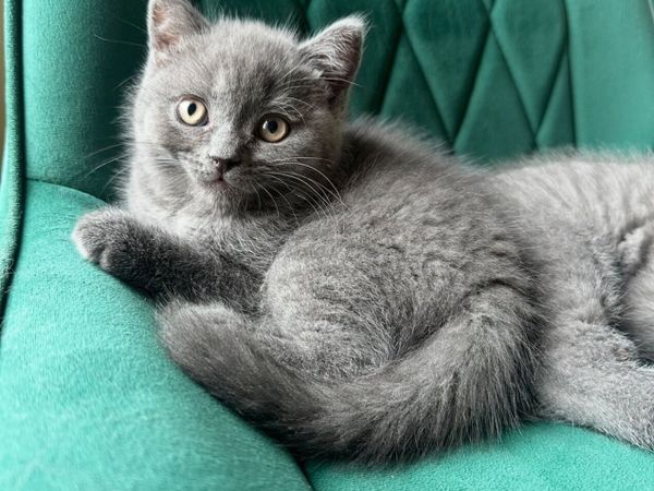 British Shorthair Kittens - Main image