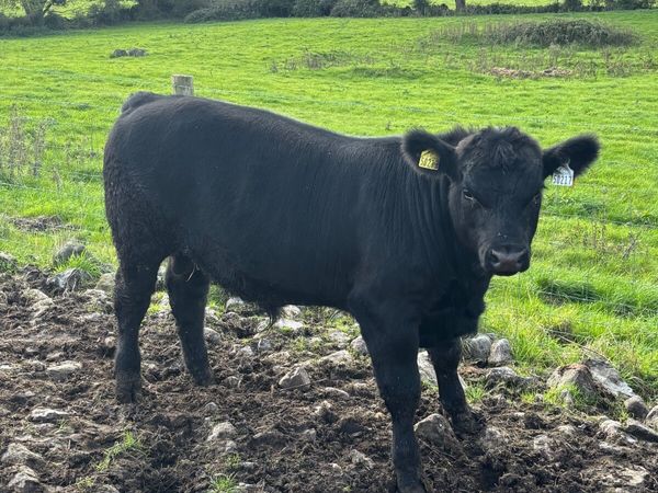 Purebred Aberdeen Angus Weanling Bull - Main image