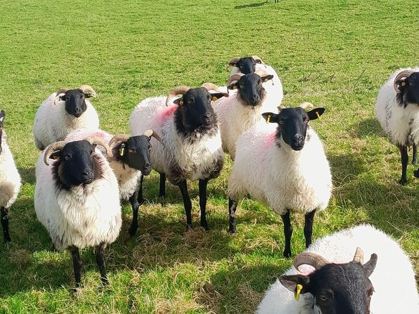 Sheep Mayo Black Face Hoggets - Main image