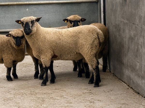 Shrophshire Rams - Main image