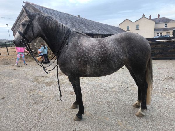 Super pony for sale - Main image