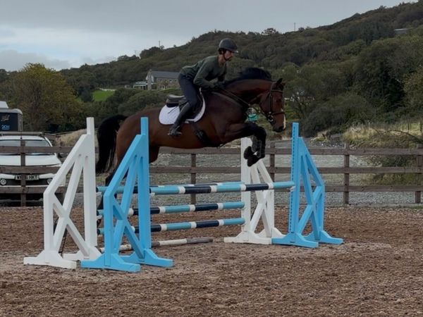 17.1h 4 yo gelding. hunter/ eventer - Main image