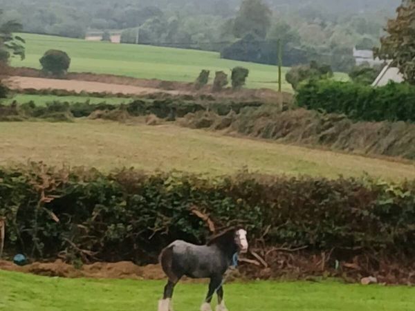 Colt foal - Main image