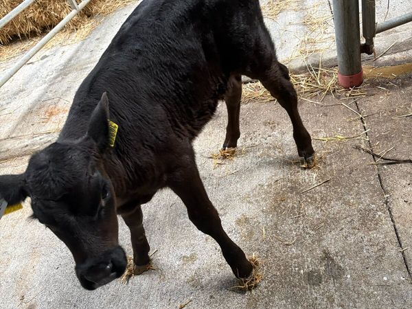 Aberdeen Angus calf - Main image