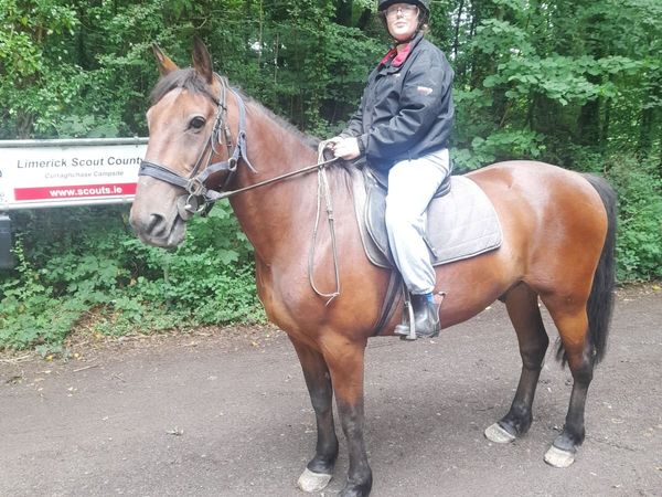 Horse - Main image