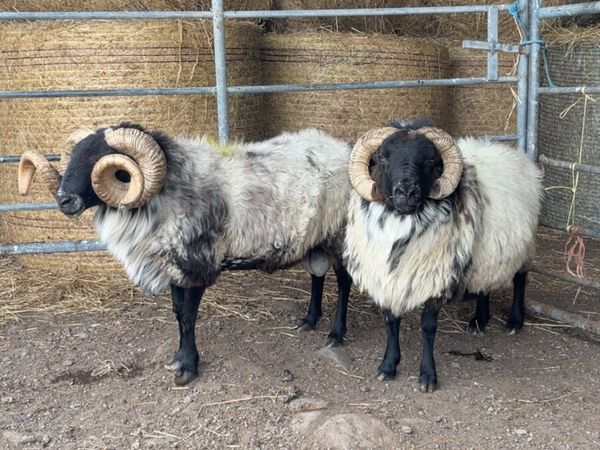 Mayo rams for sale - Main image