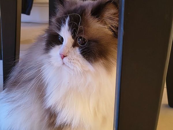 Beautiful Purebred Female Ragdoll - Main image