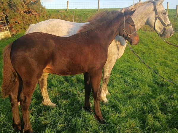 Stunning Registered Irish Draught Colt Foal - Main image