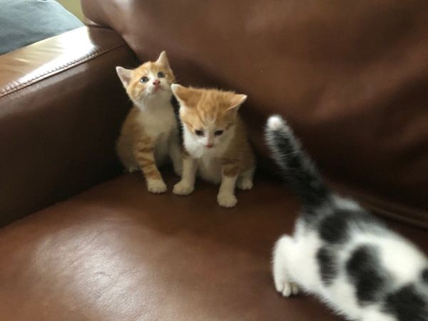 Kittens - Main image