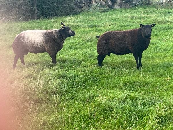 Blue texel ram lambs - Main image