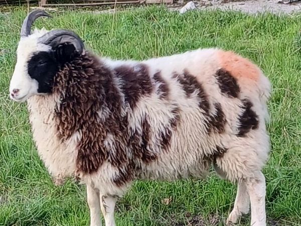 Jacob Sheep - Main image