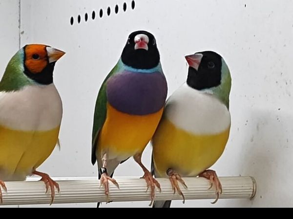 Birds  for sale - Main image