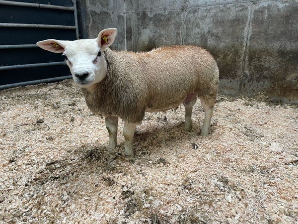 ⭐️SIS PEDIGREE REGISTERED TEXEL RAM LAMB ⭐️ - Main image