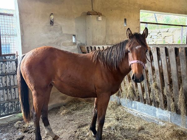 Thoroughbred Yearling - Main image
