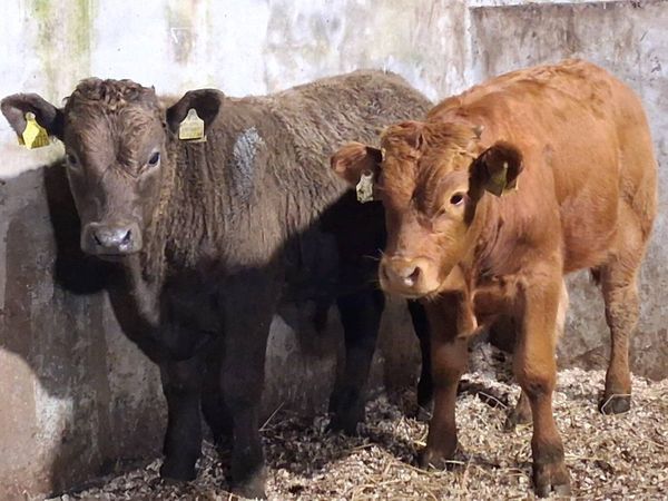 2 Limousin Weanling Bulls - Main image
