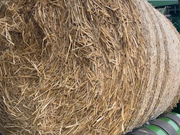 Barley Straw - Main image