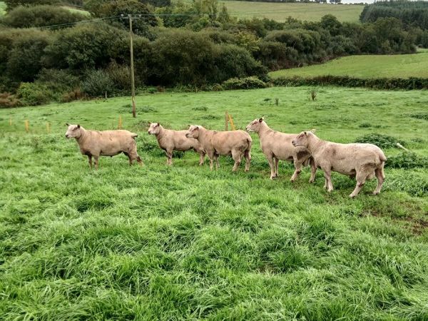 Charollais hogget rams - Main image